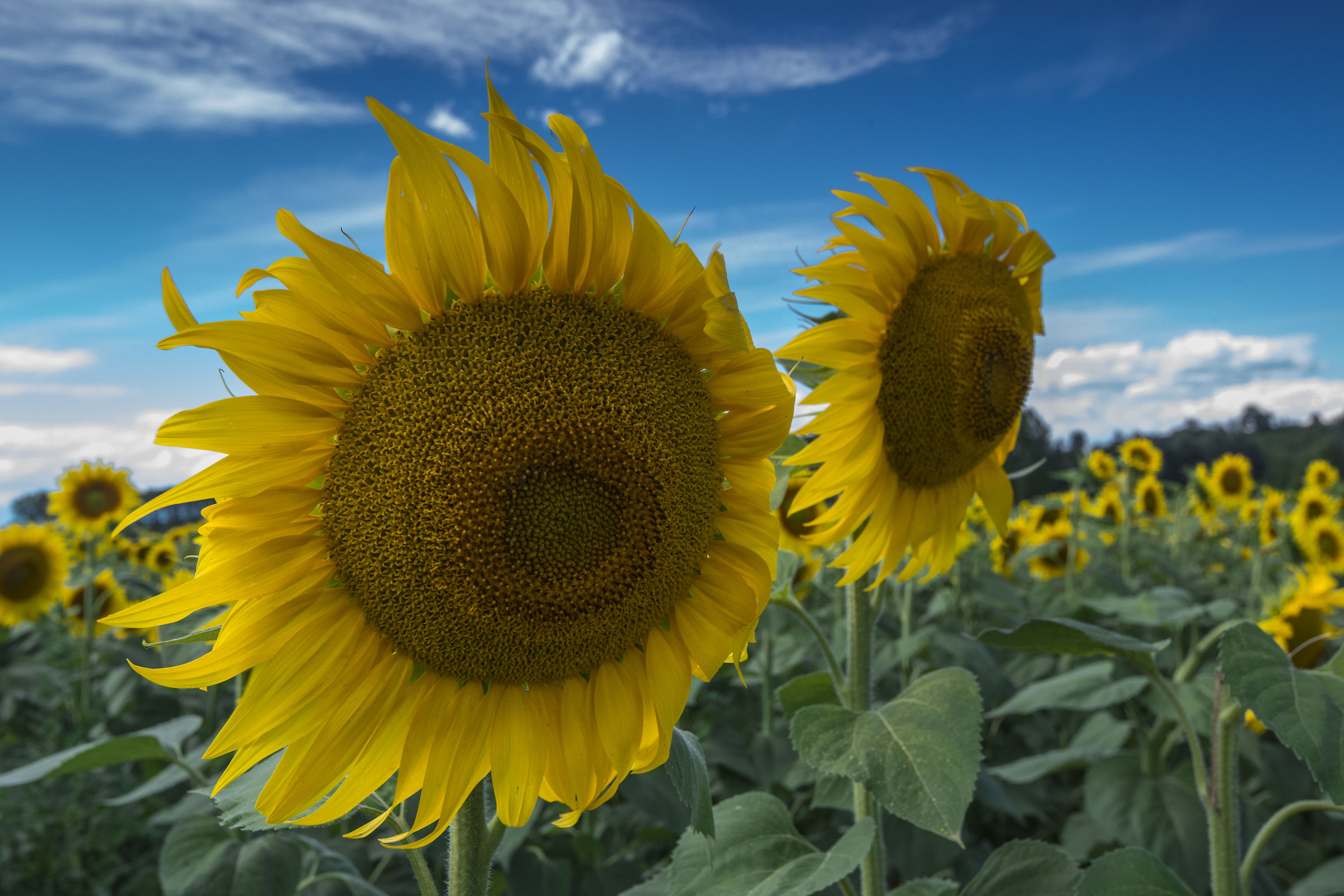 Siamo i due scalmanati!