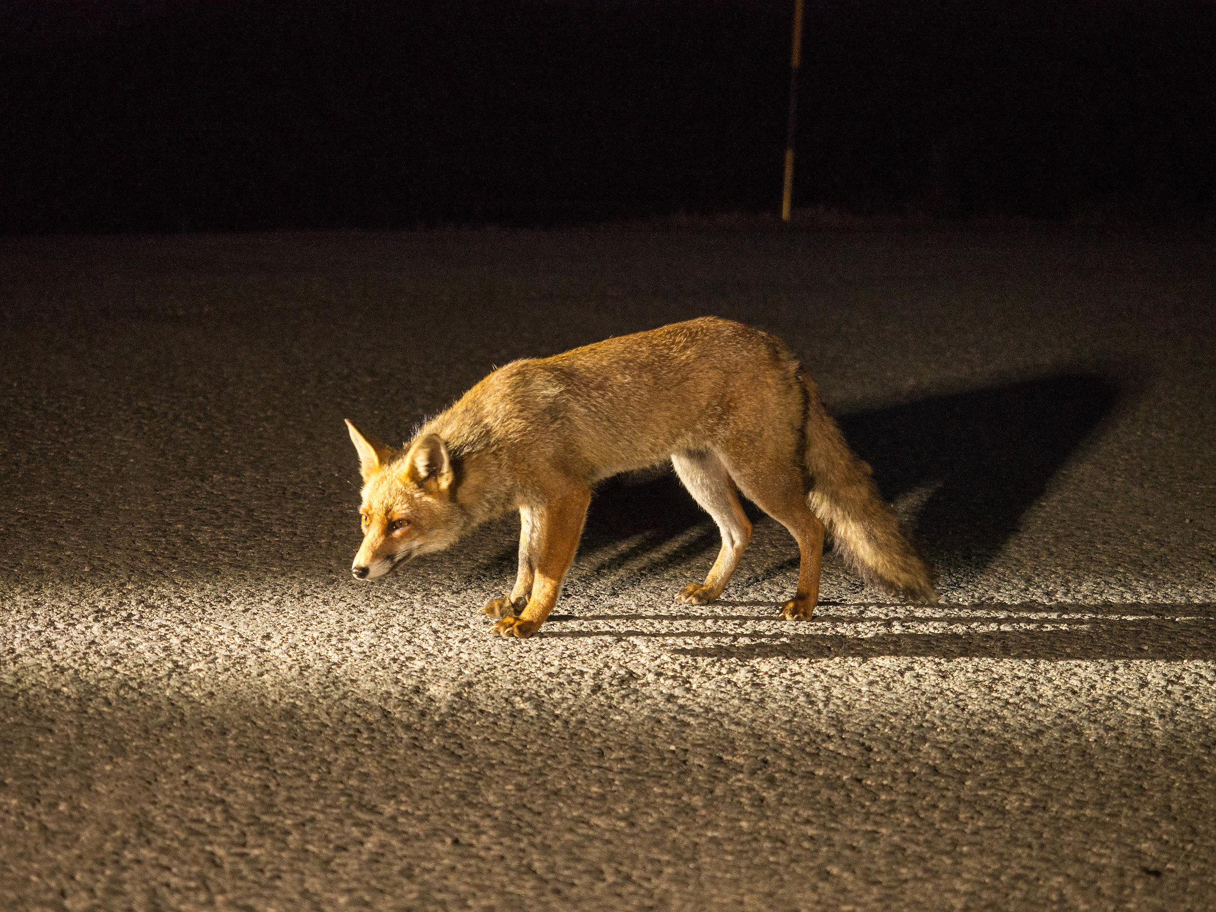 Fox Castelluccio - 1