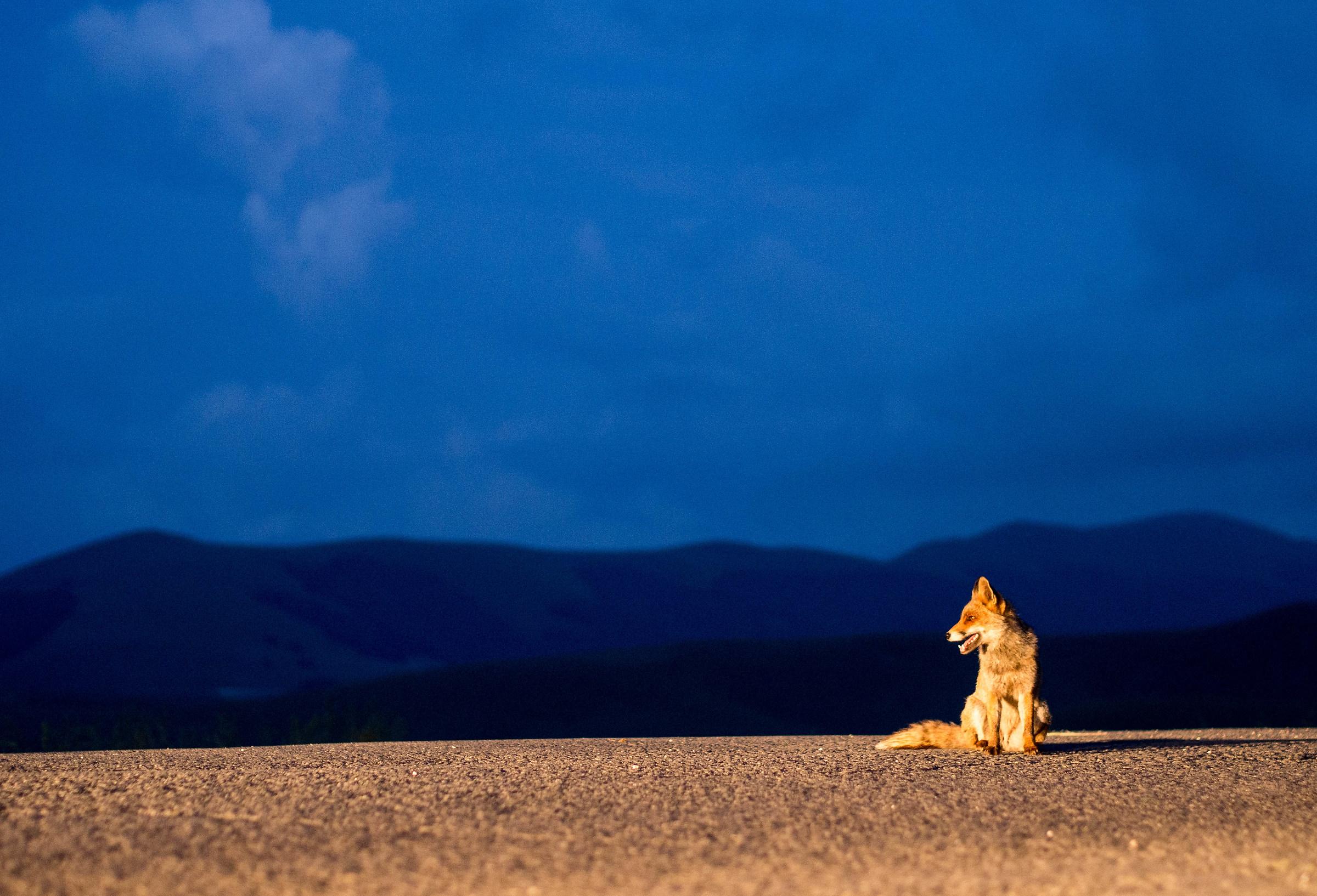 Fox Castelluccio - 2