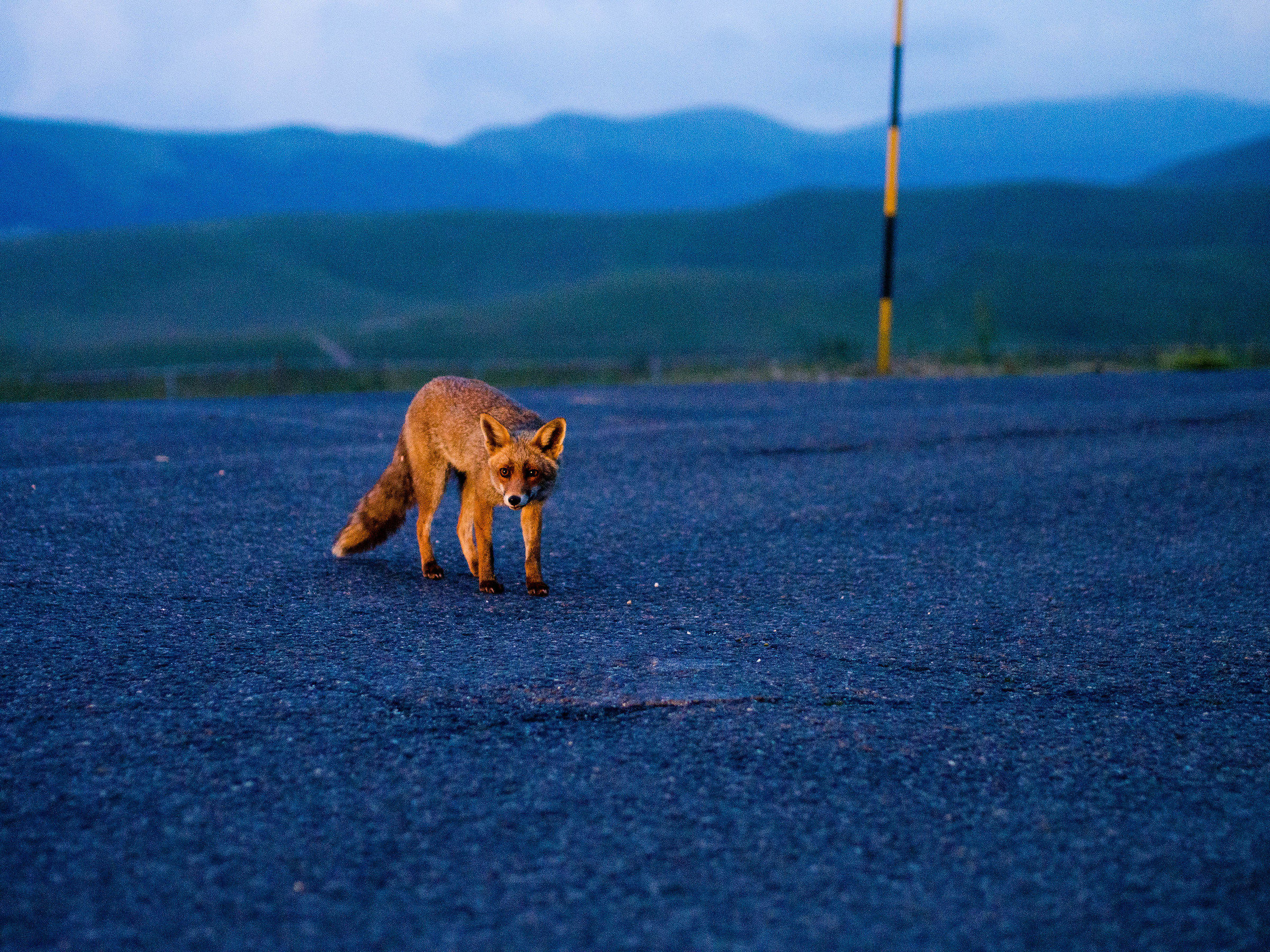 Fox Castelluccio - 3