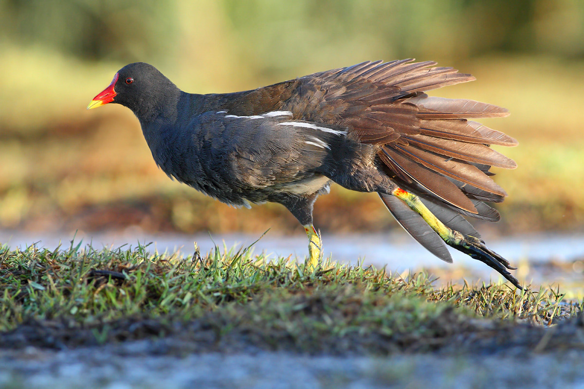 Moorhen