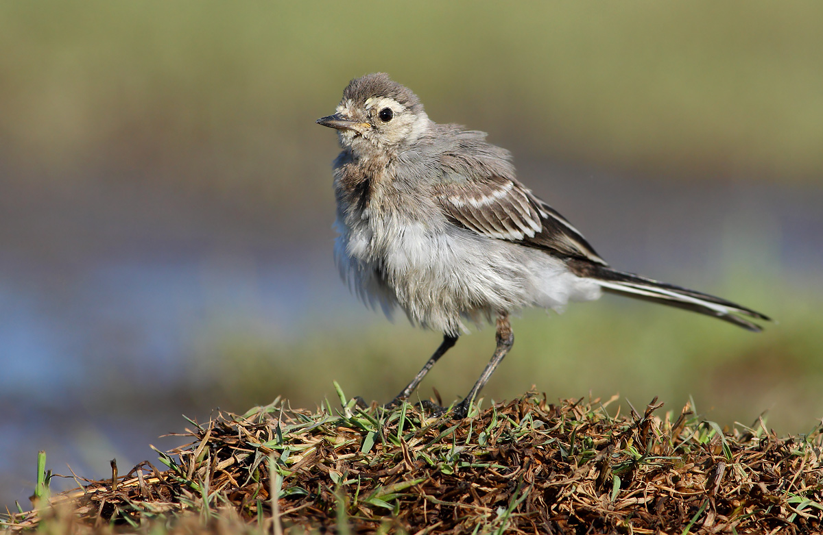 Young white wagtail