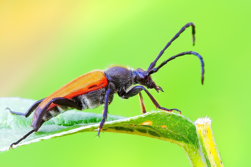 Leptura rubra