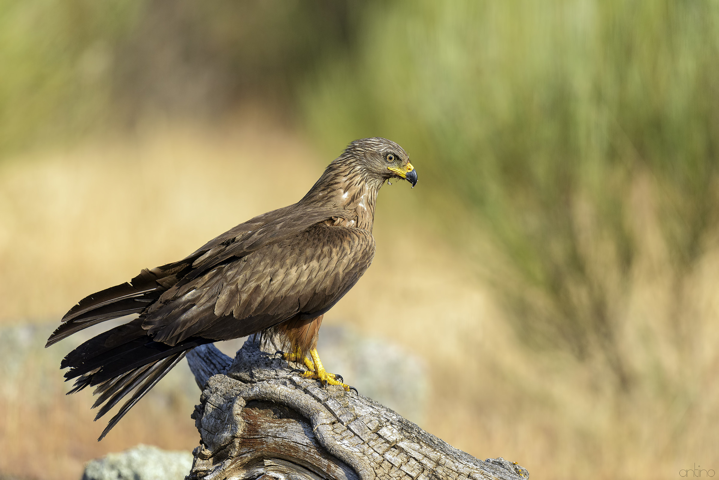 Black Kite