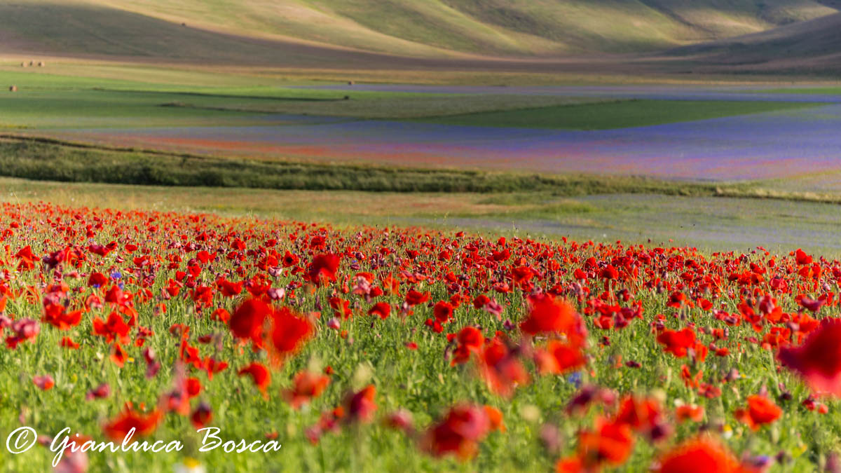 Piana Grande a Castelluccio vista dai papaveri...