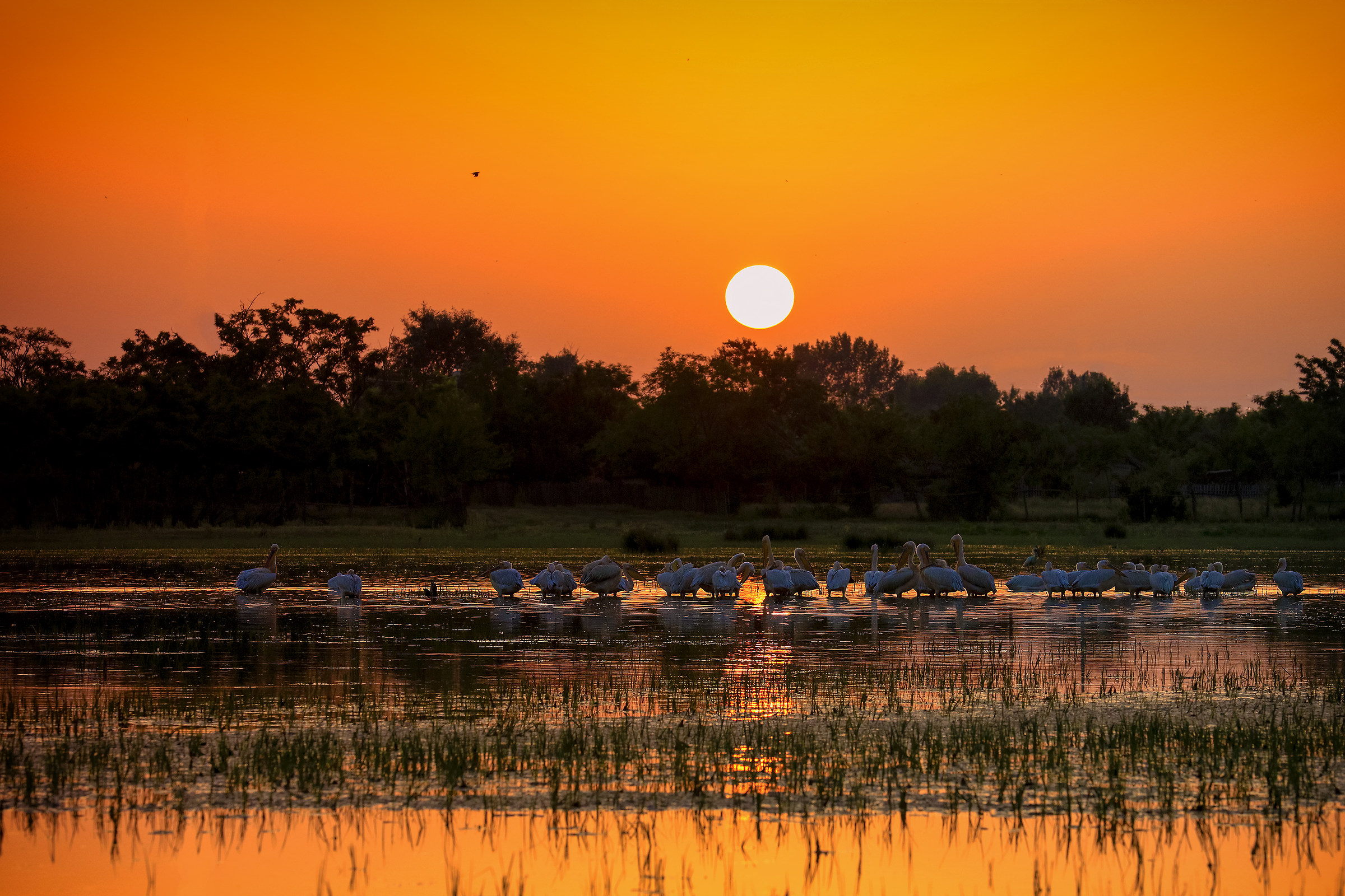 Pelicans at sunset
