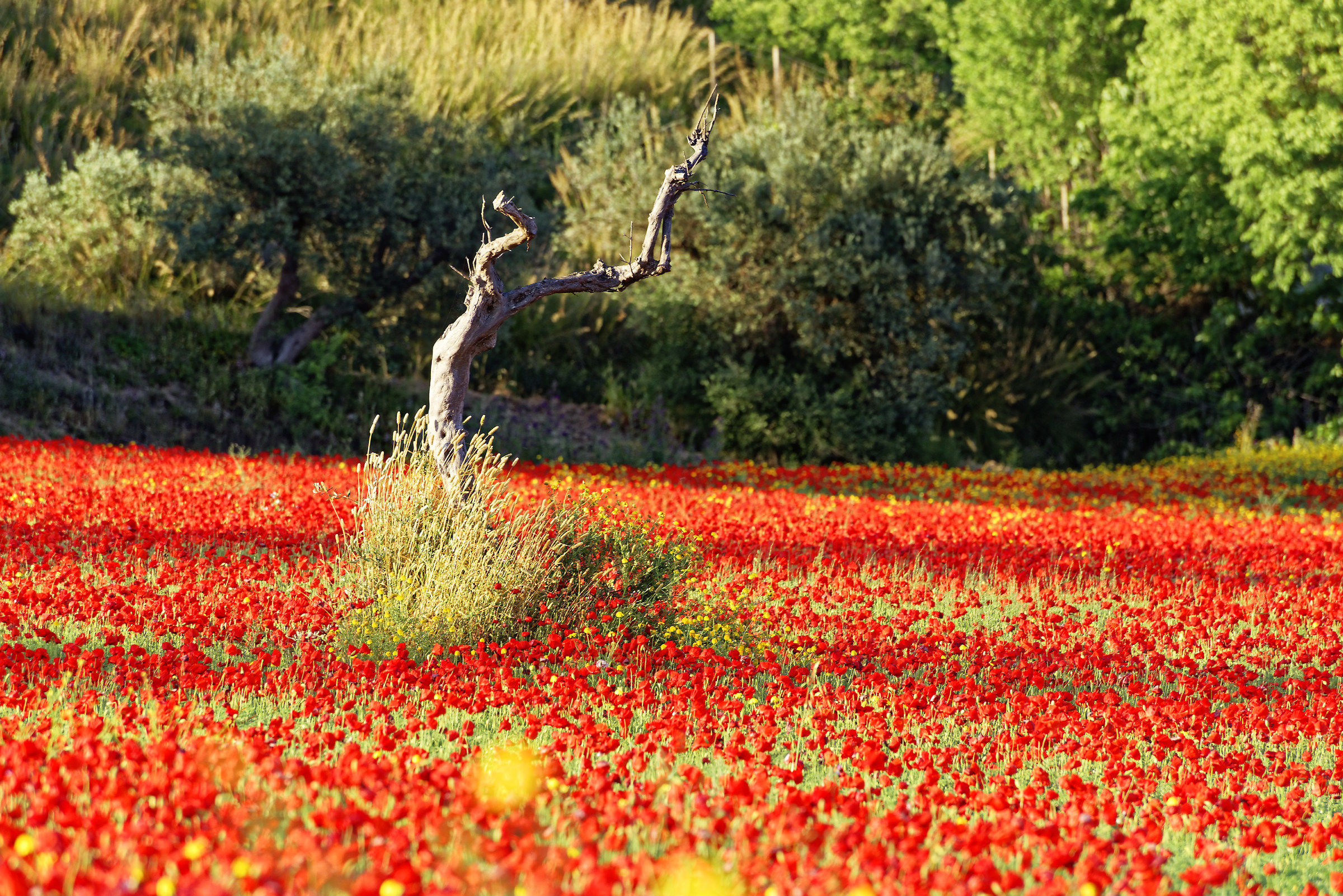 Poppy Field