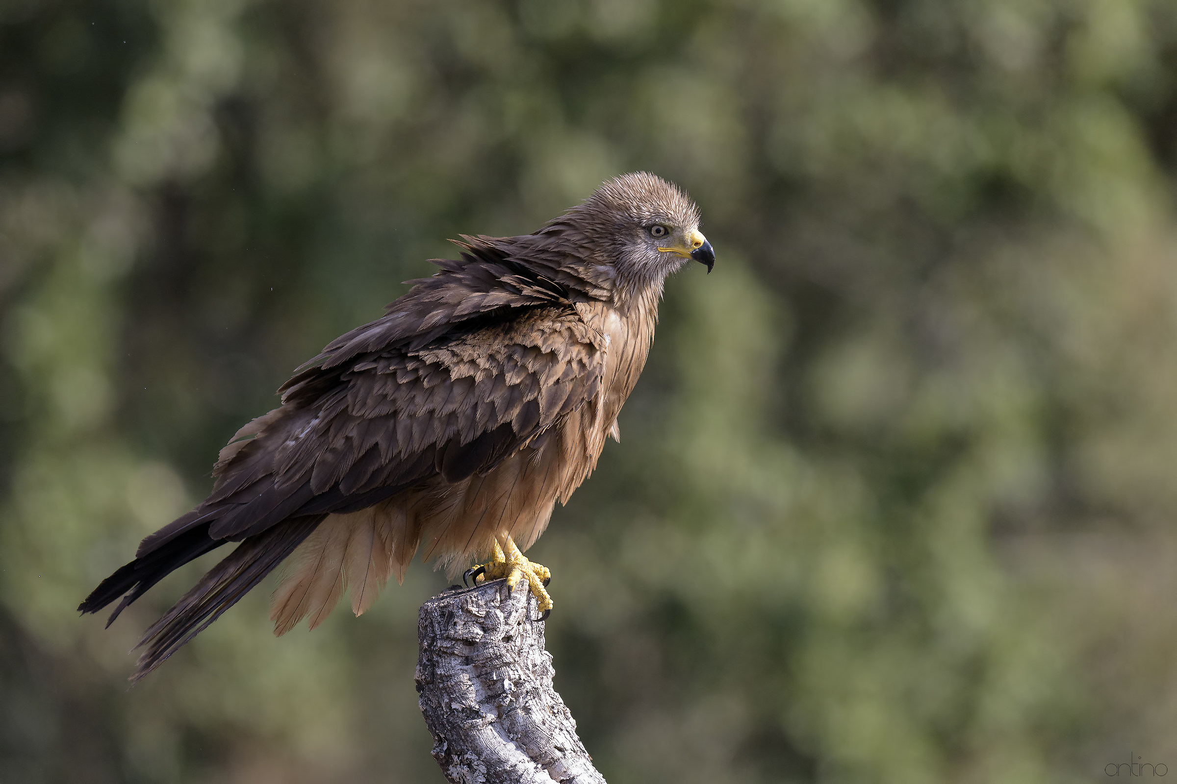 Black Kite