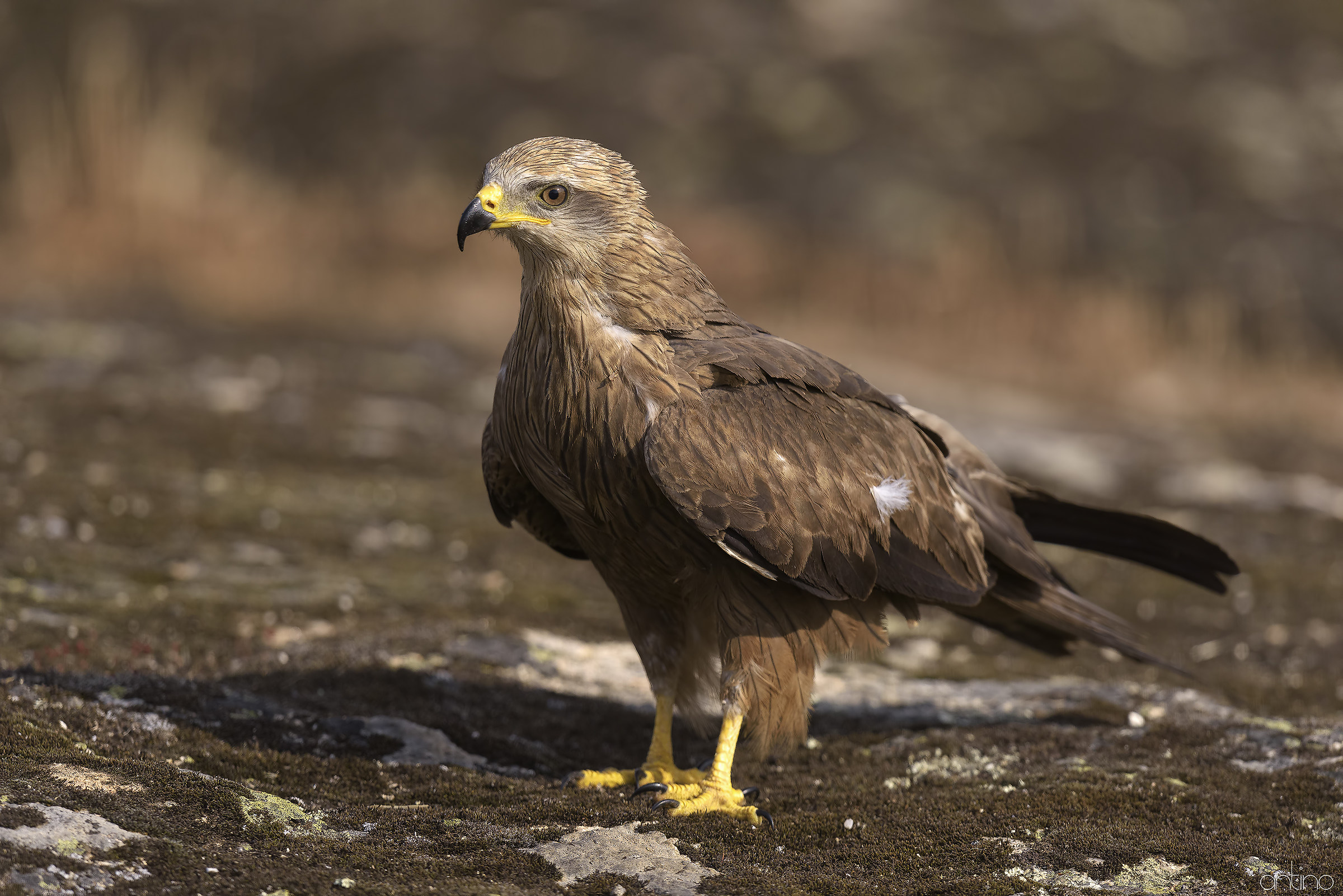 Black Kite