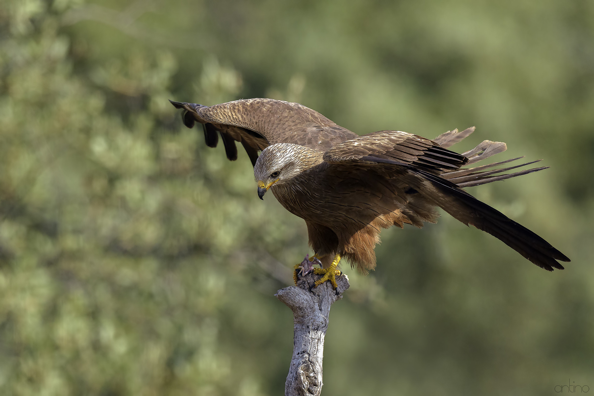 Black Kite