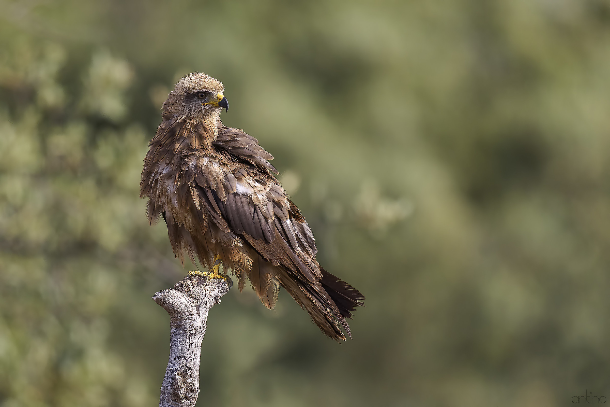 Black Kite
