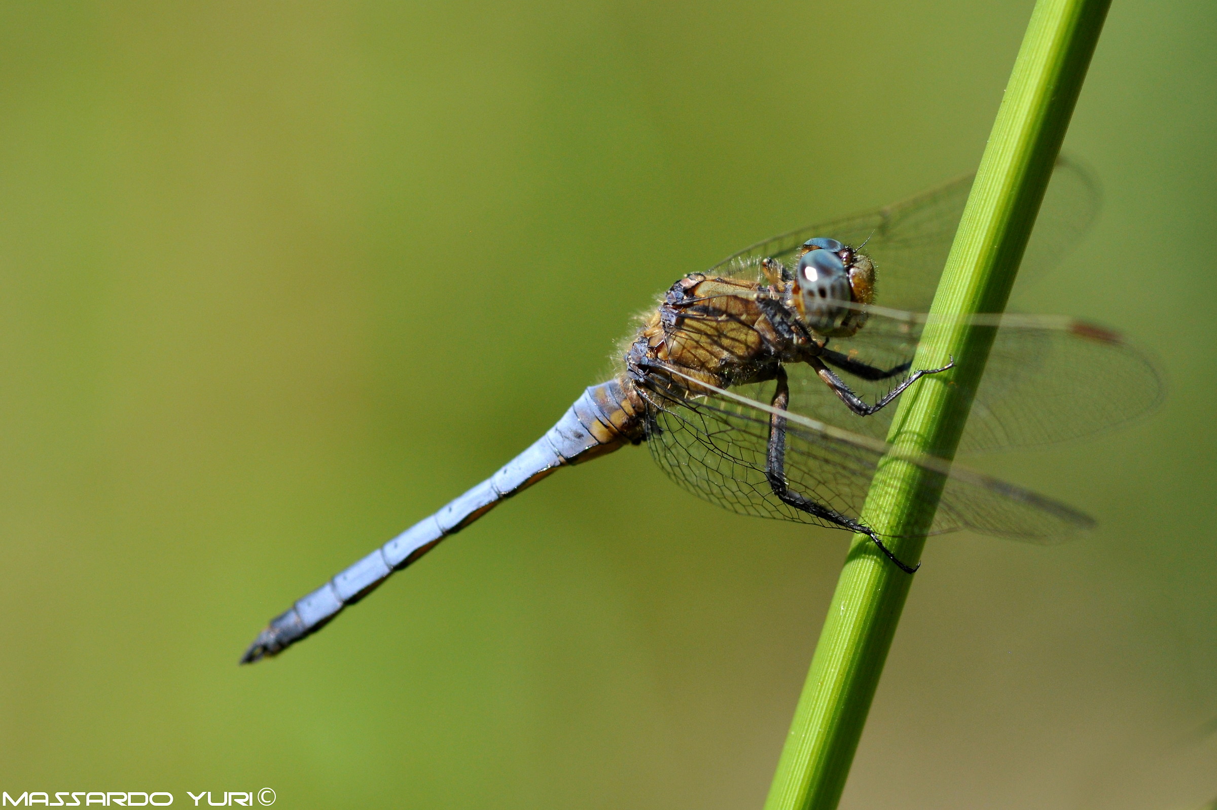 Orthetrum brunneum