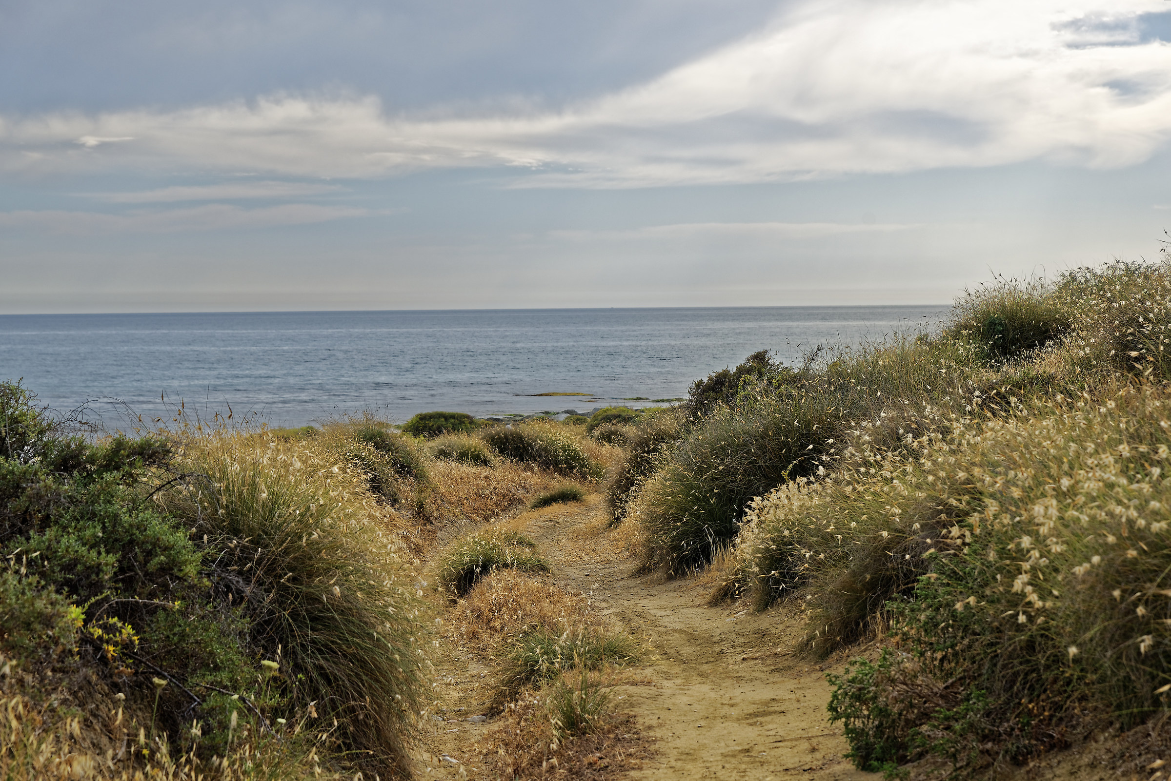 cerula de mar or trazzera seas