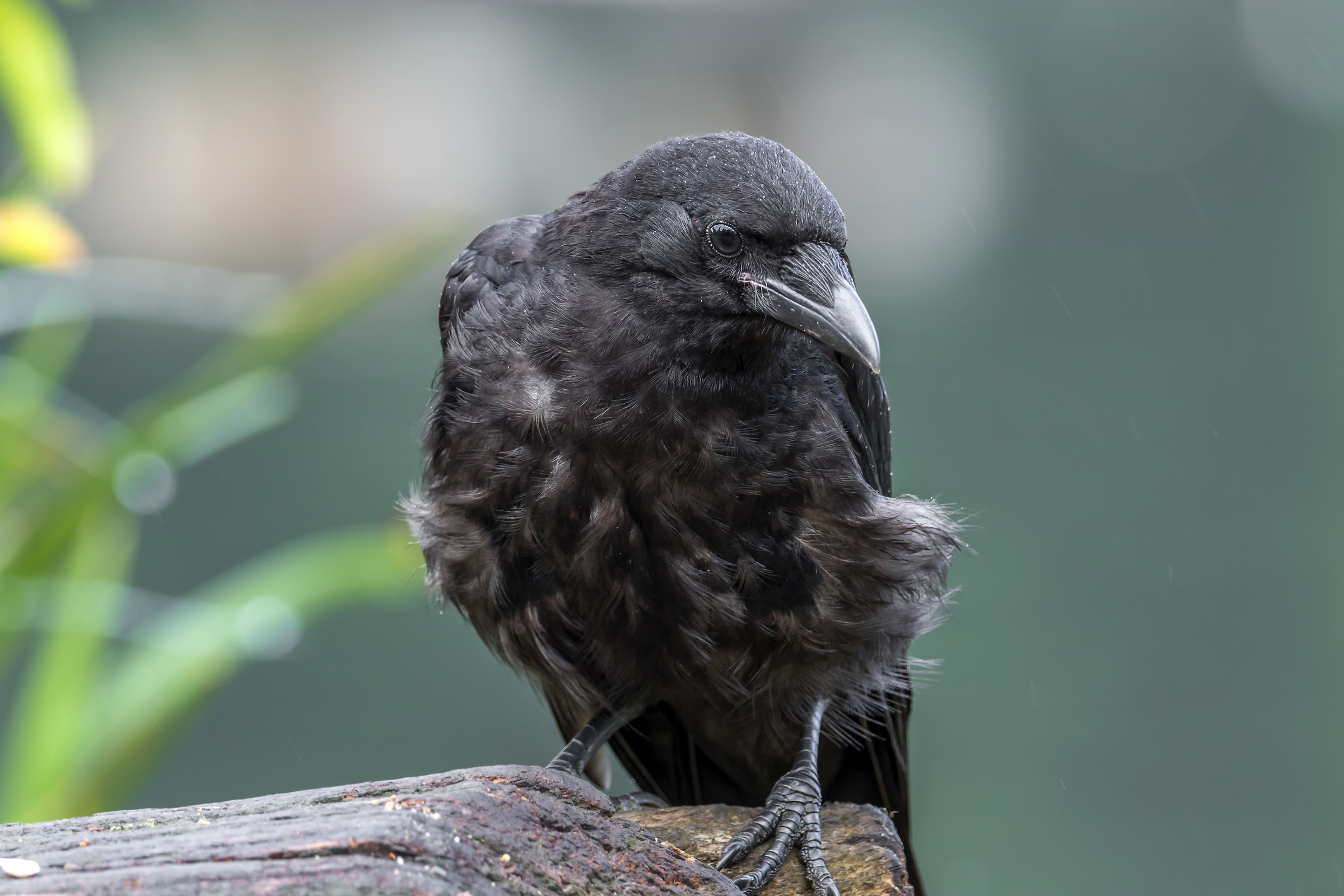 Corvo di Carrion (Corvus corone)