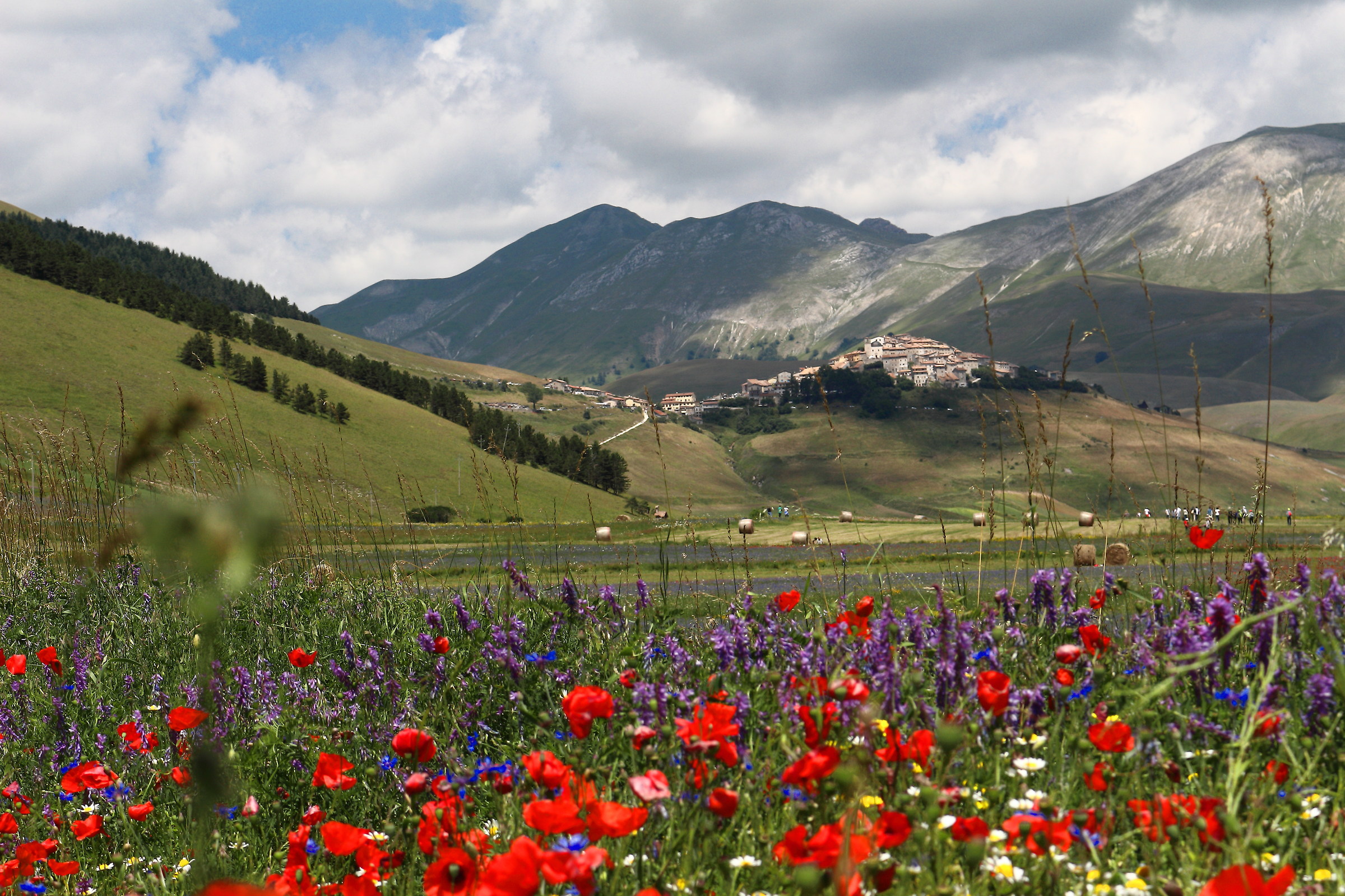 Flowering in Castelluccio di Norcia