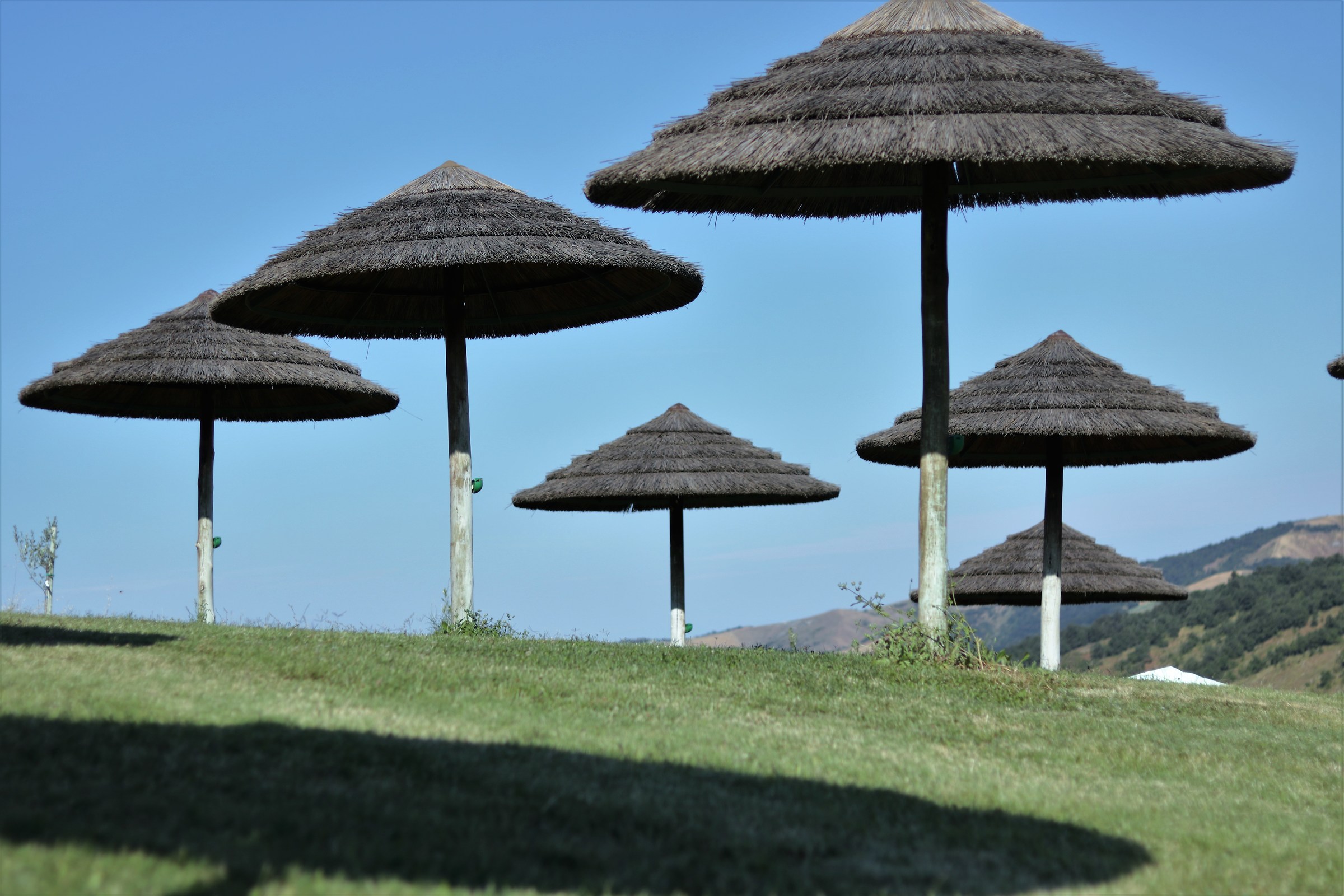 thatched umbrellas