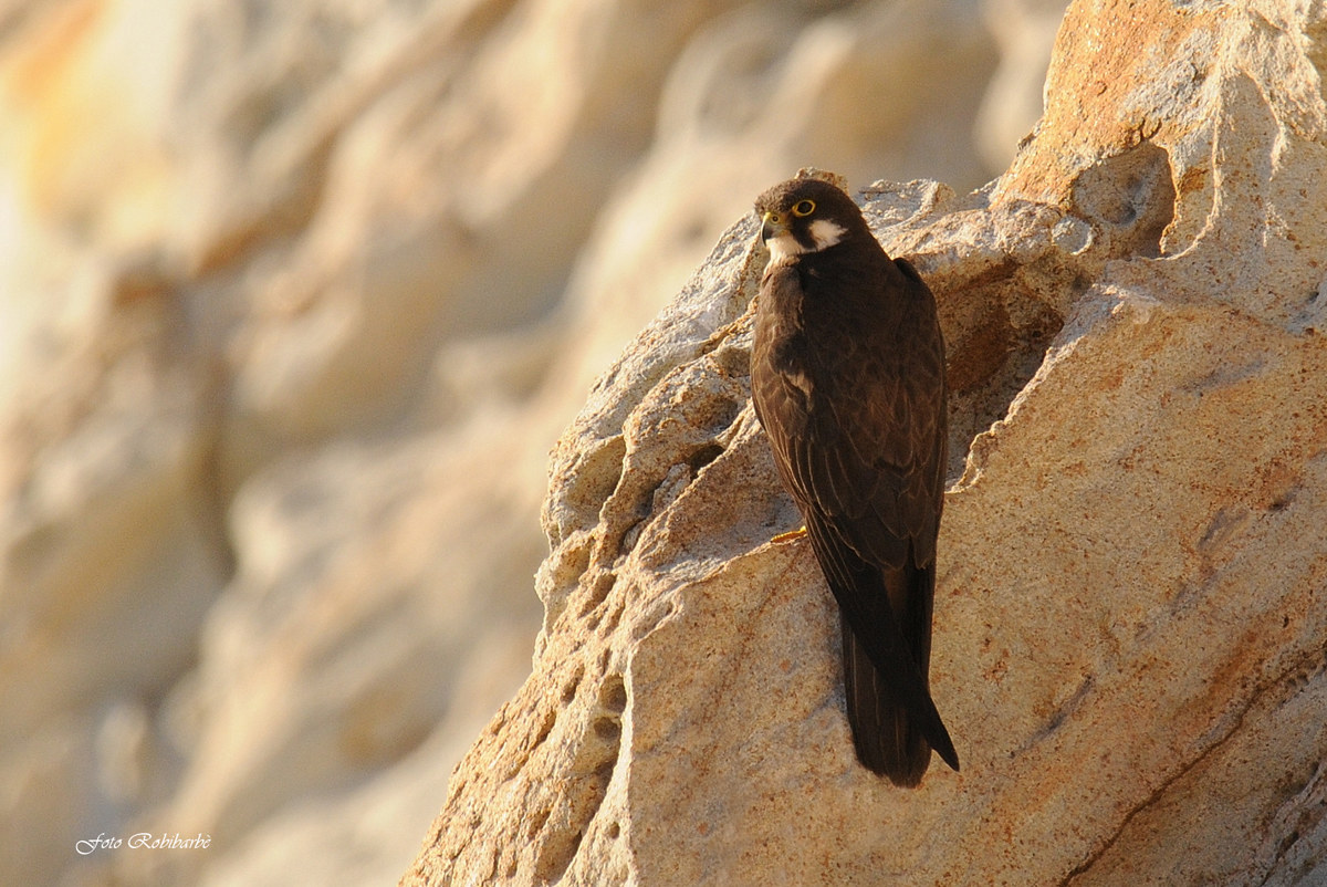 Eleonora's Falcon ....