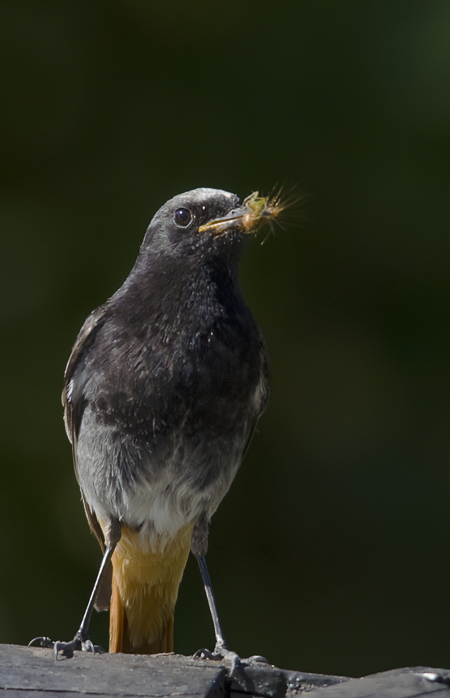 Spazzacamino con preda