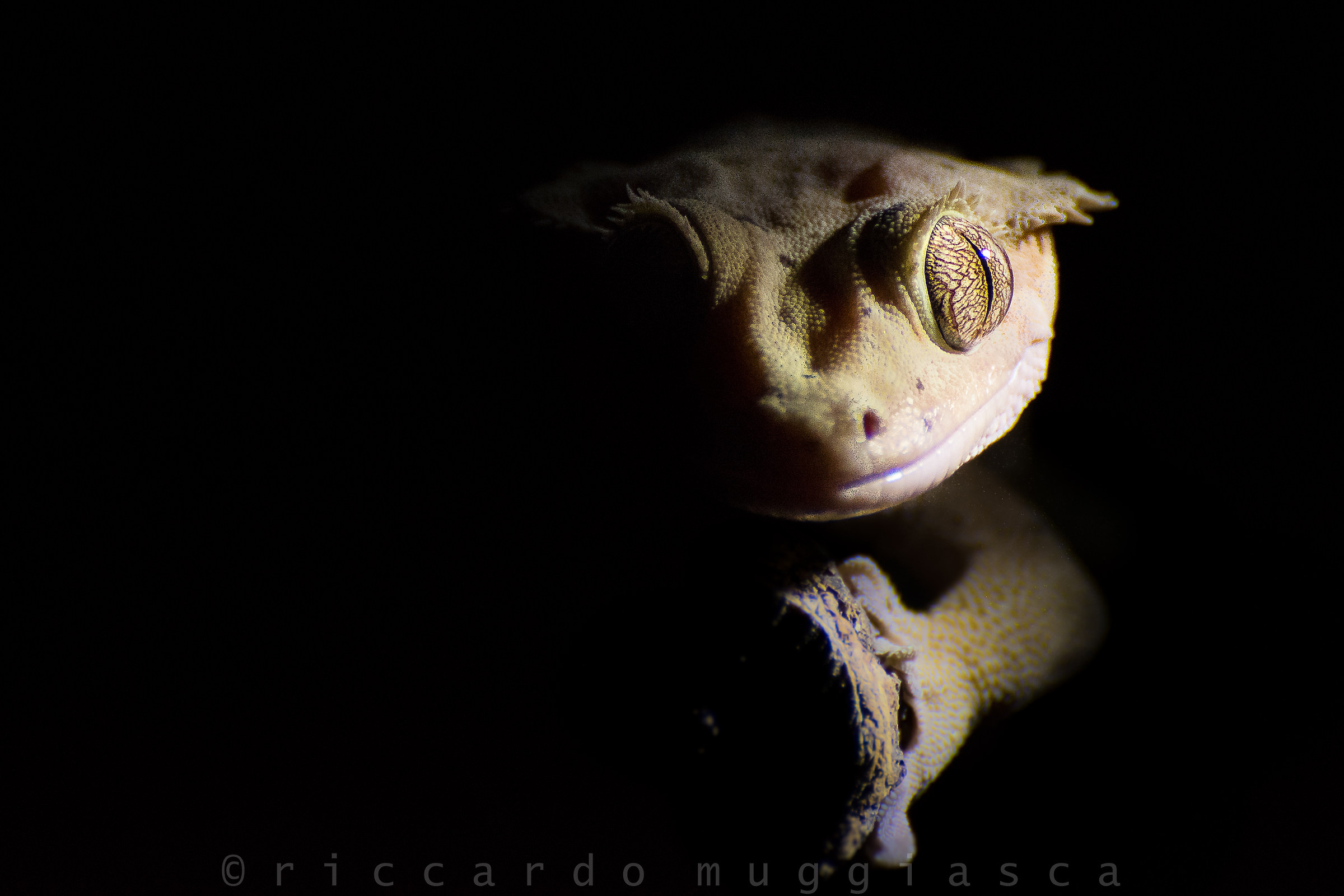 Crested gecko 2