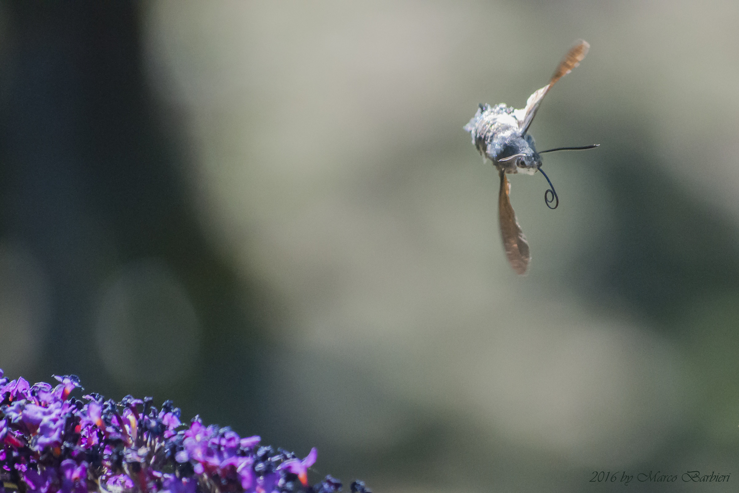 macroglossum stellatarum (sfinge del galio)