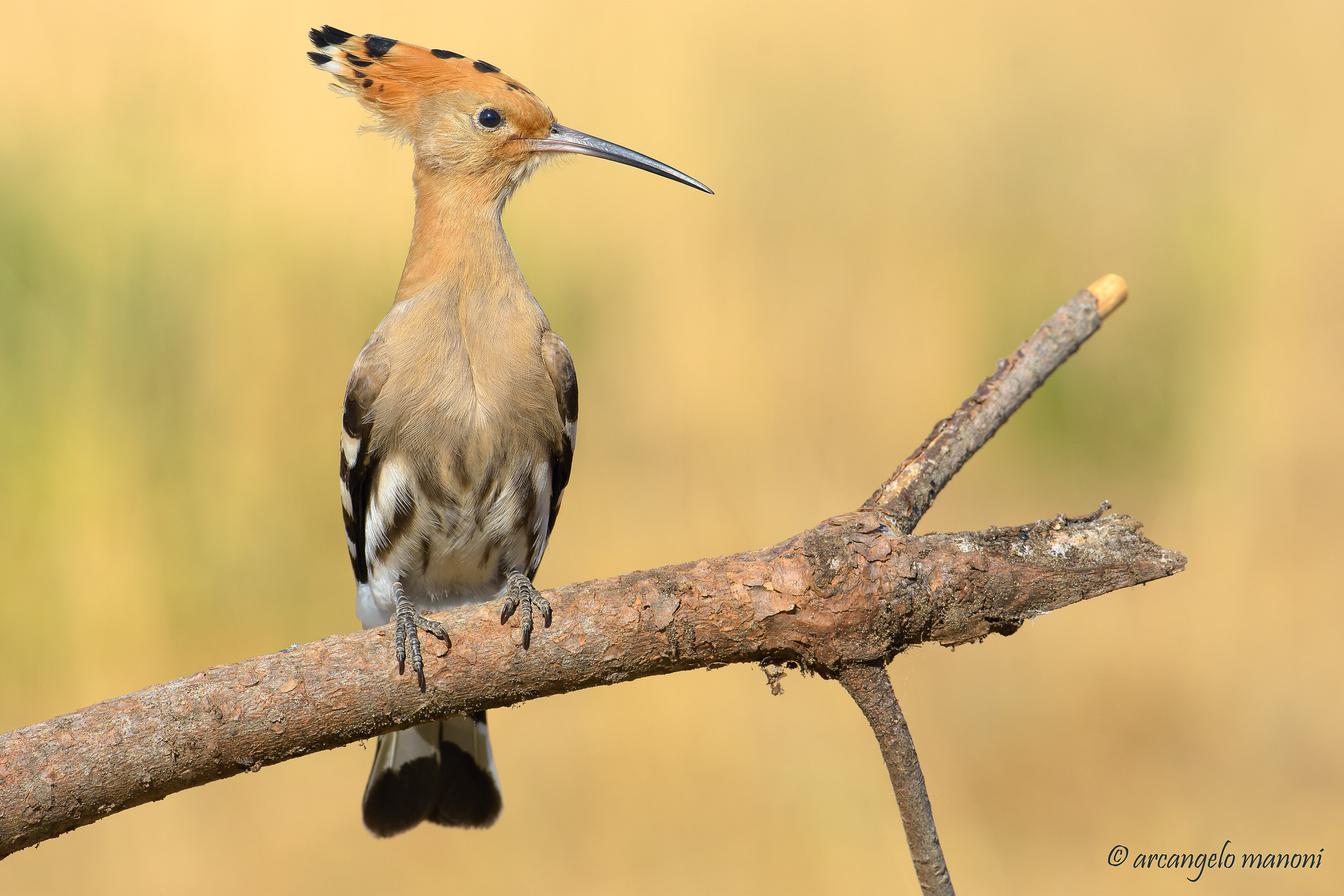 Upupa ''tono su tono''