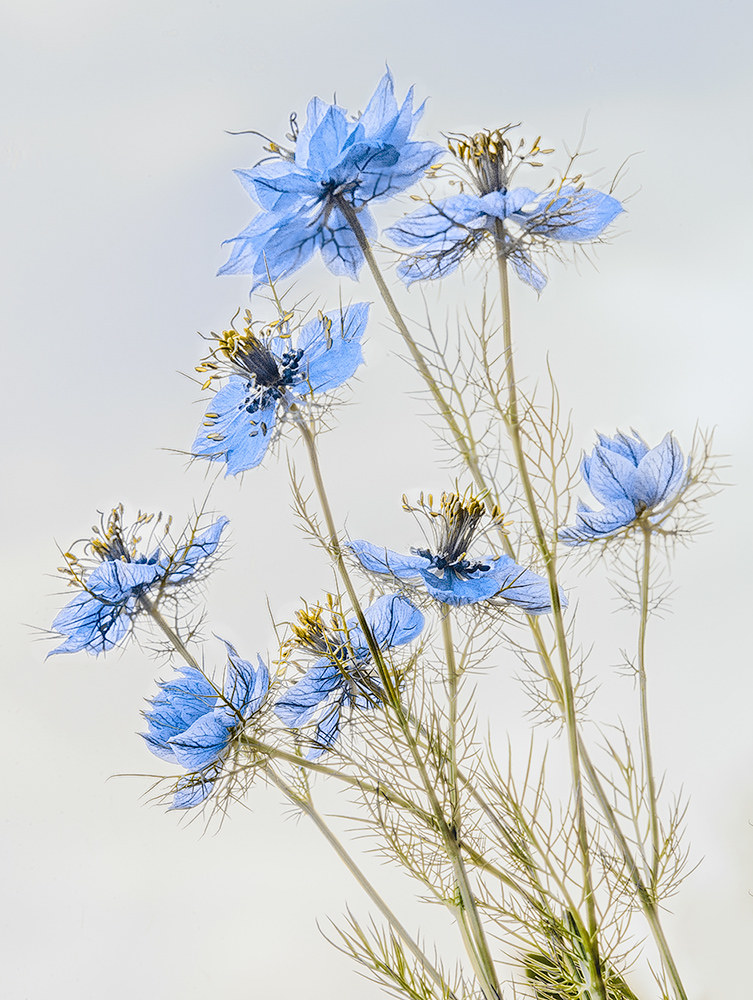 Nigelle piene di luce