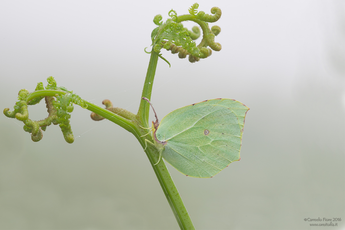 Gonepteryx rhamni