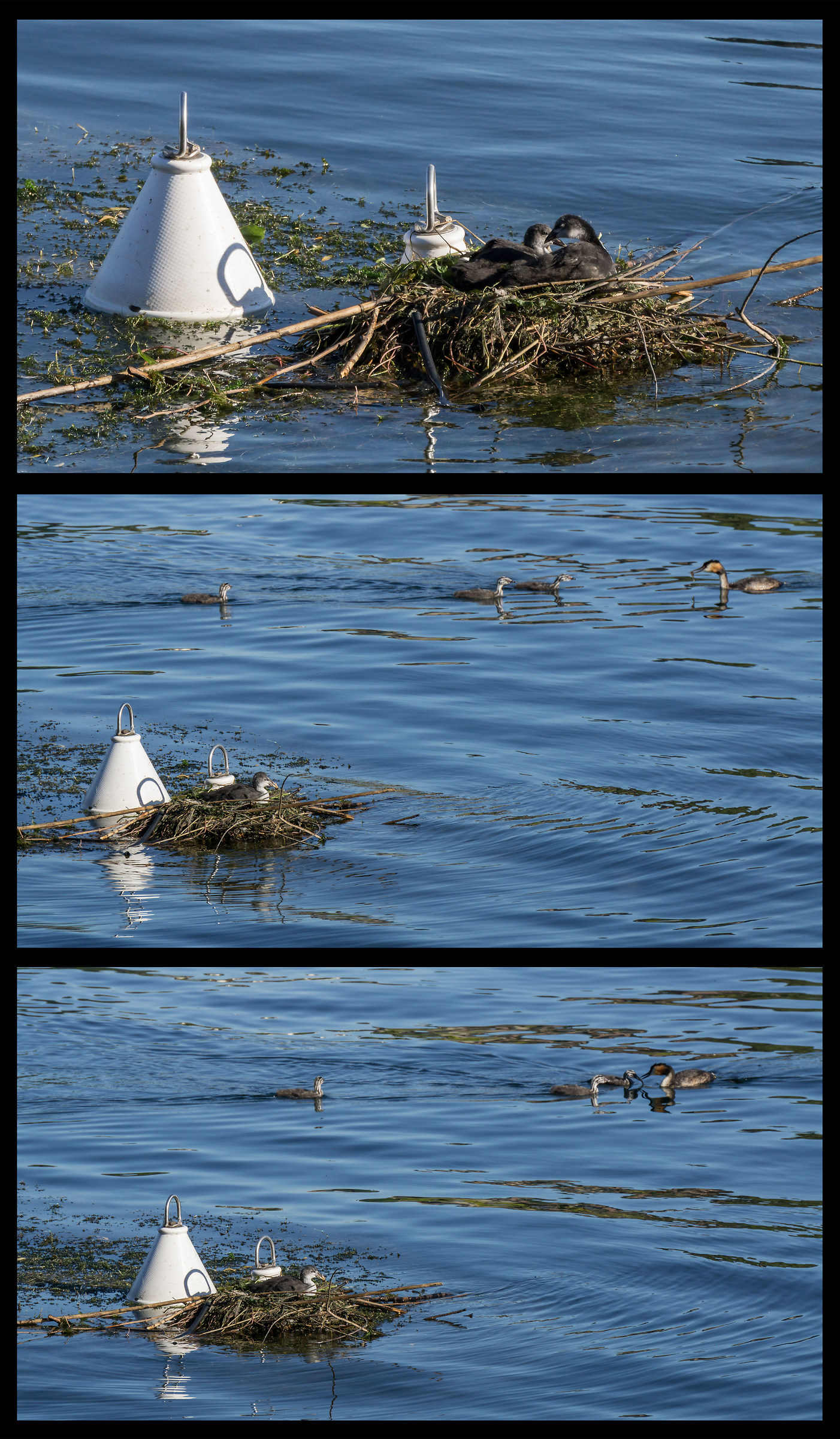 Coot chicks on floating nest