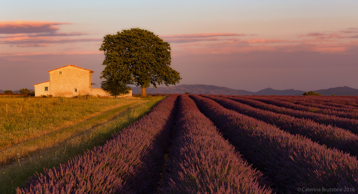 The Cottage and The Tree