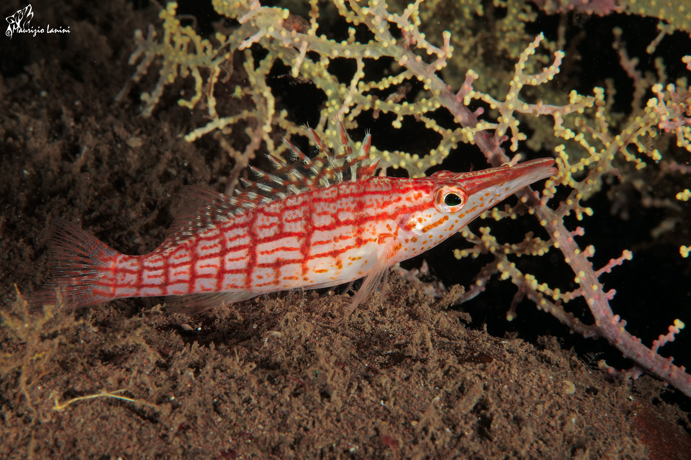 Hawk fish long snout