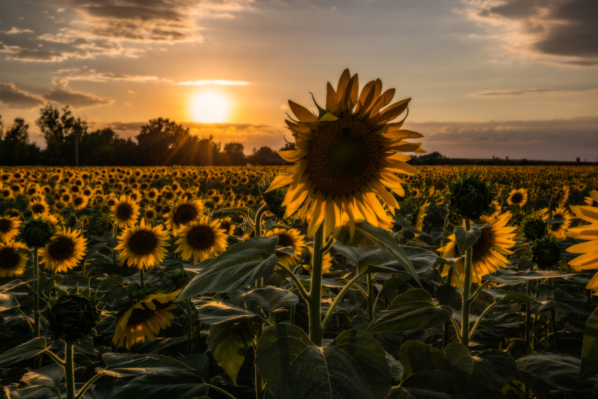 Tramonto sui girasoli