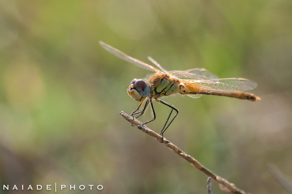 Libellula in controluce