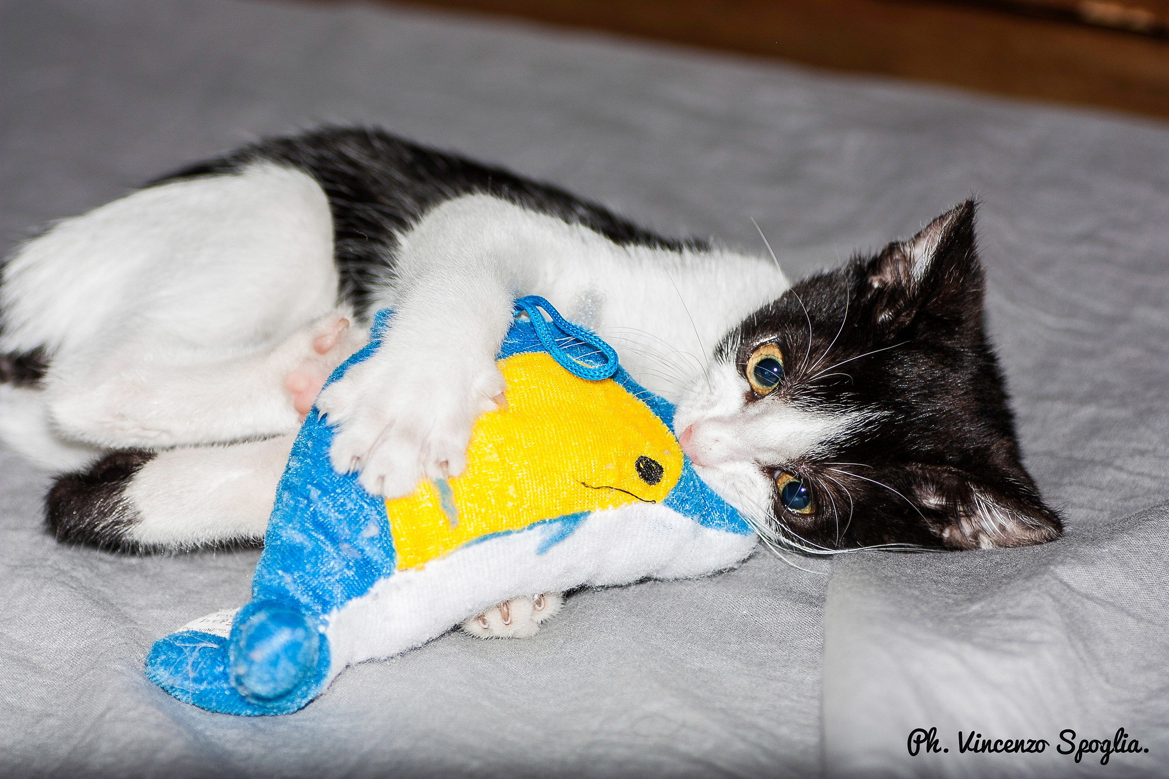 My '' stain '' plays with the dolphin