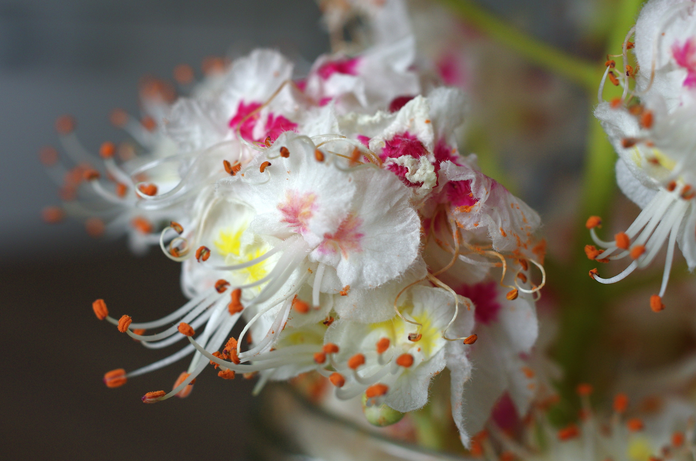 carnival Horse Chestnut