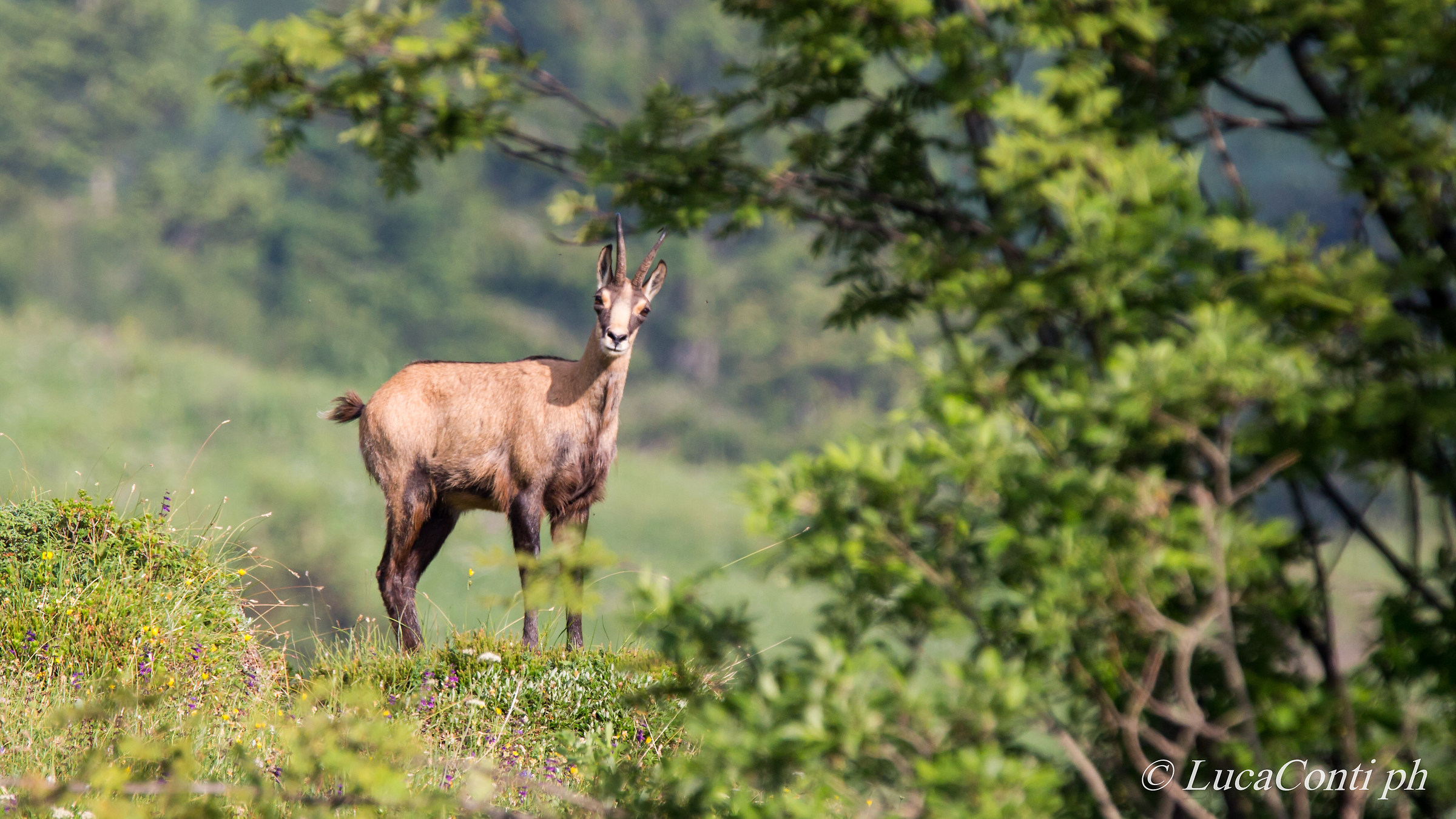 Alpine chamois (rupicapra rupicapra) Valsassina