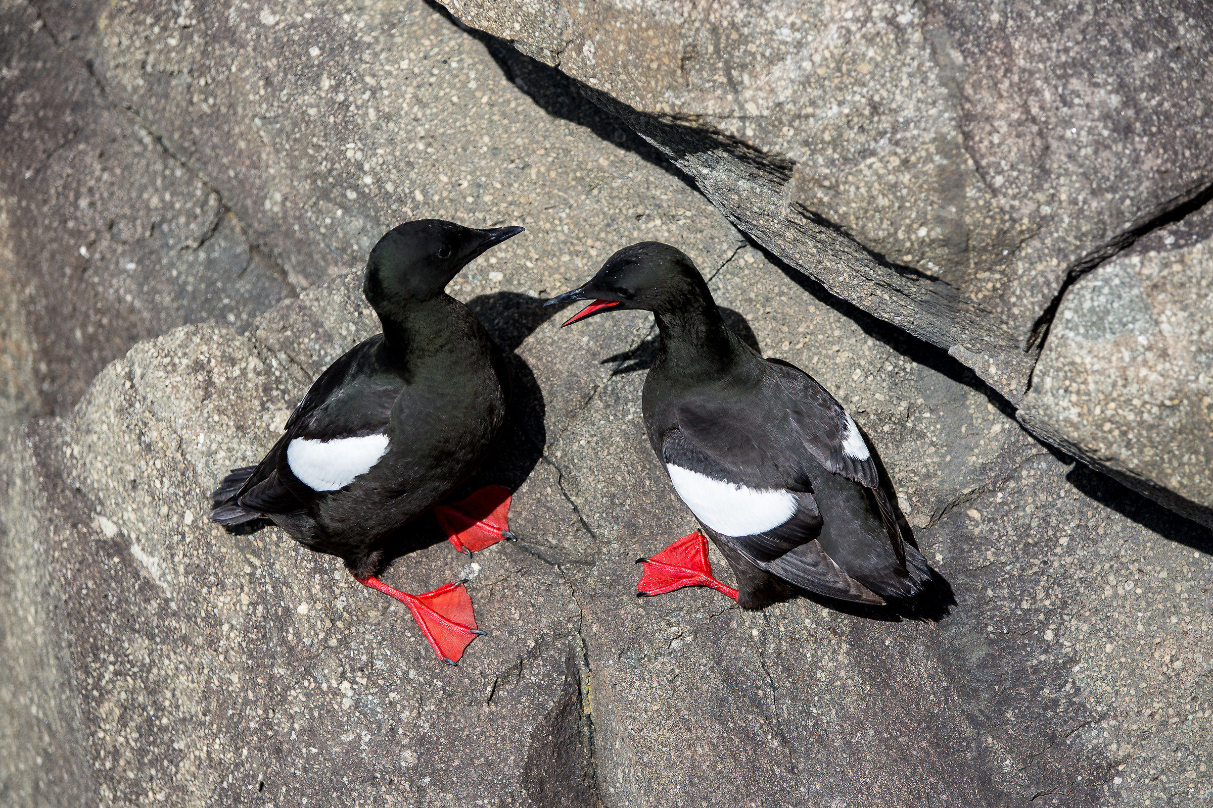 Black Guillemots
