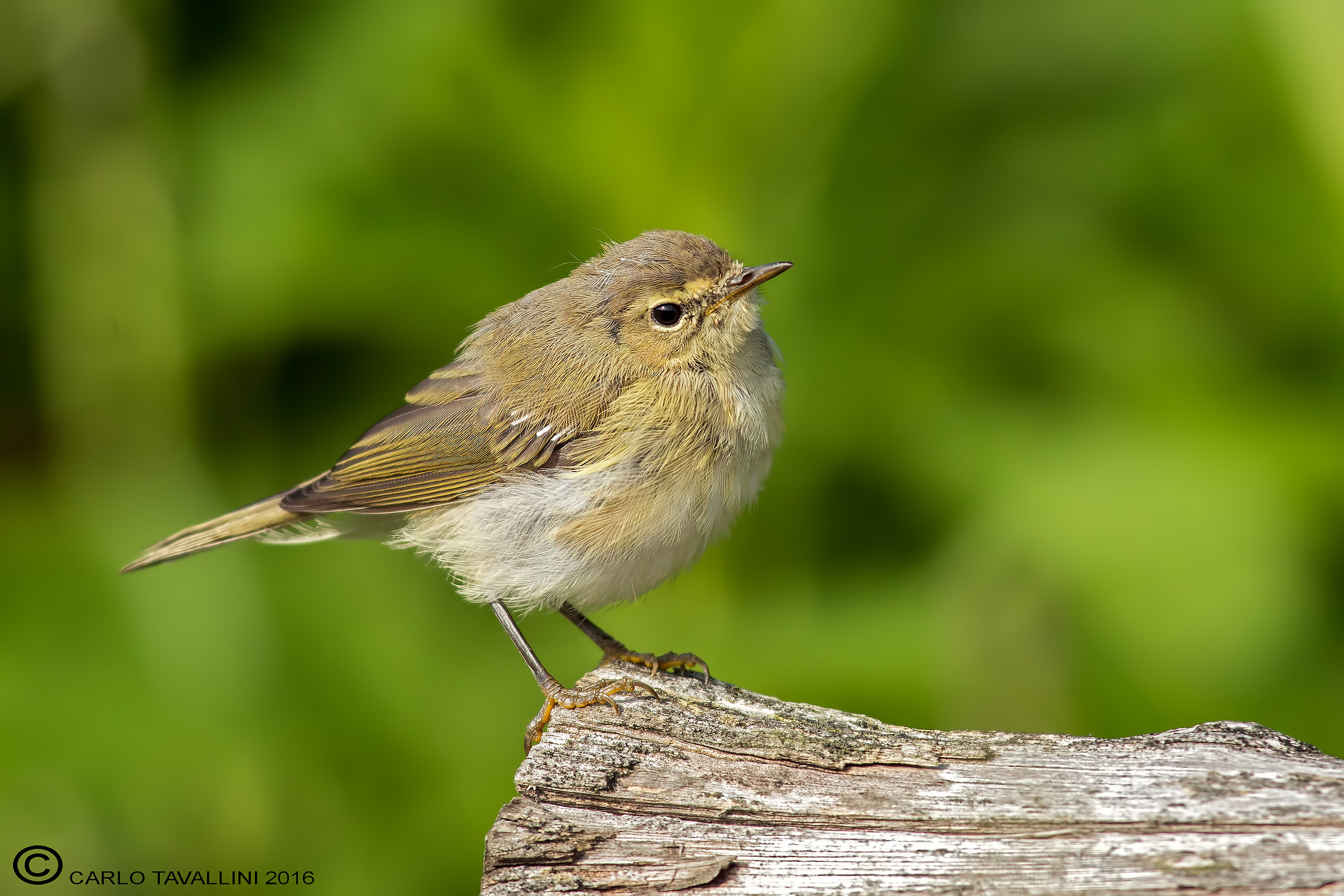Giovane Luì piccolo