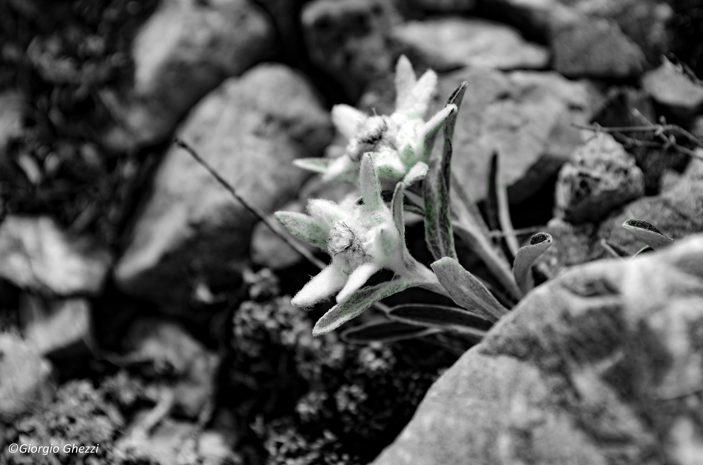 Leontopodium Alpinum