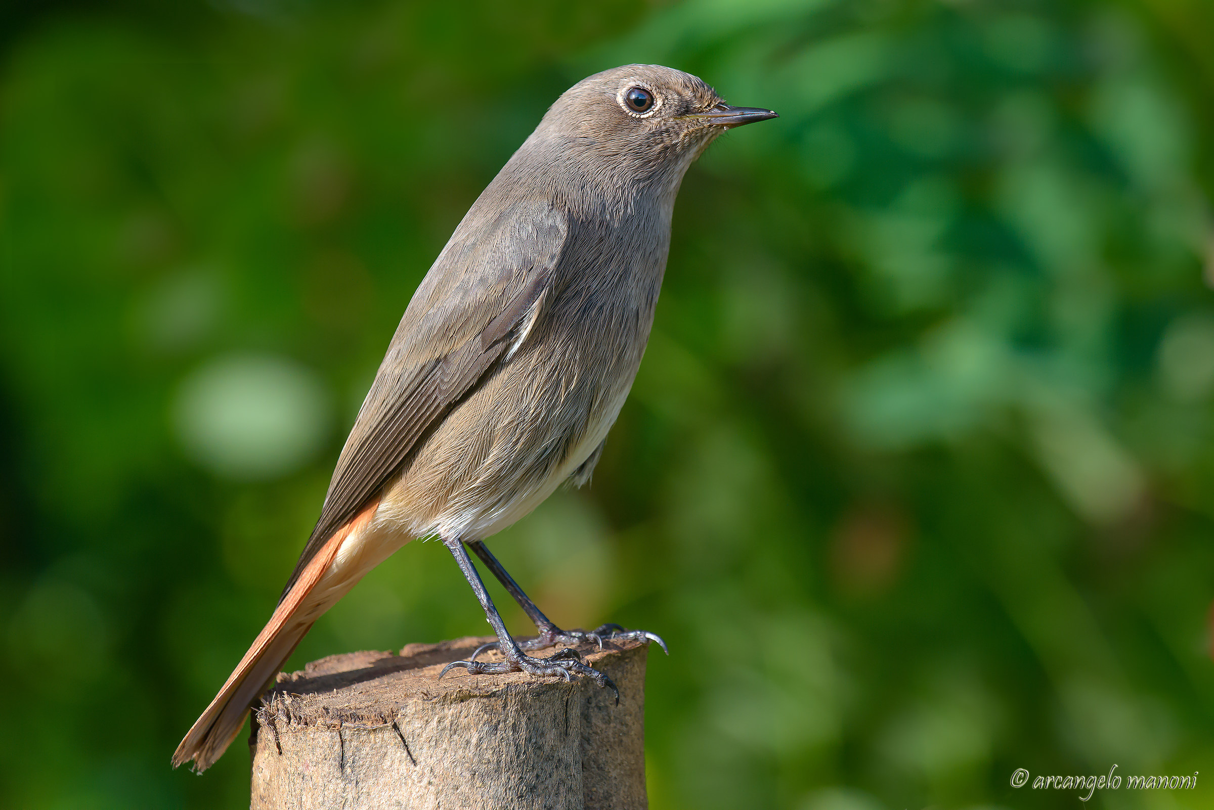 Redstart female