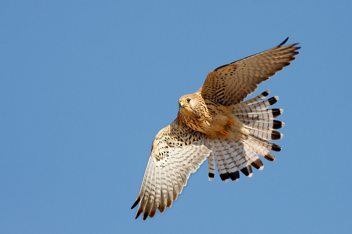 Lesser kestrel