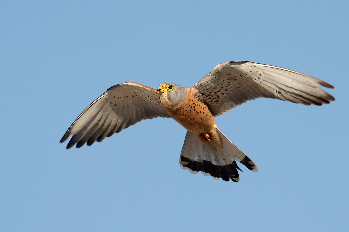 Lesser kestrel