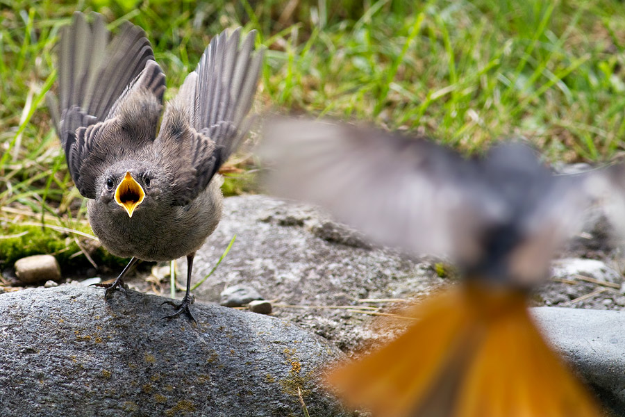 Black Redstart