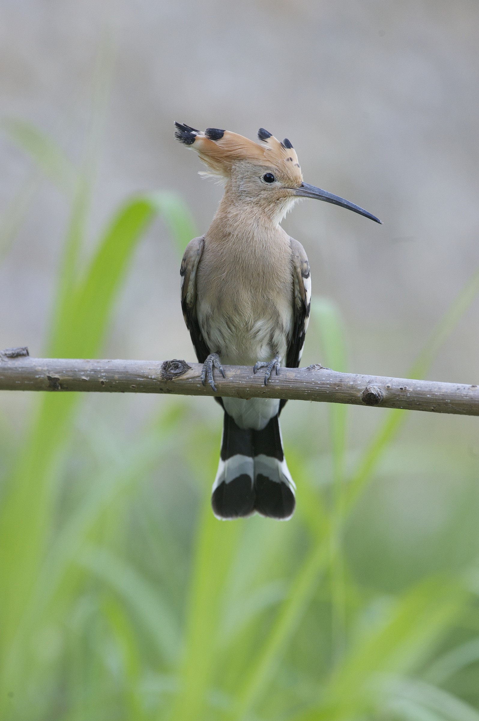 Hoopoe