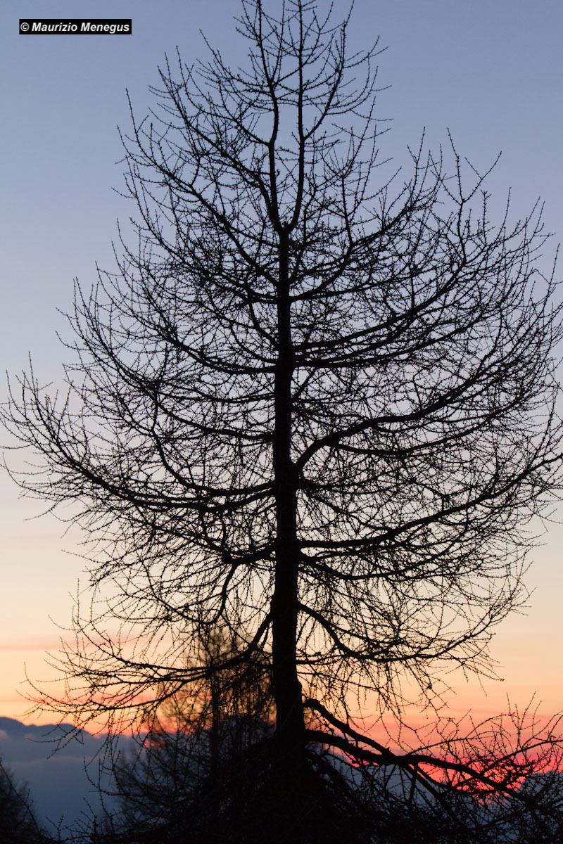 Il larice all'alba