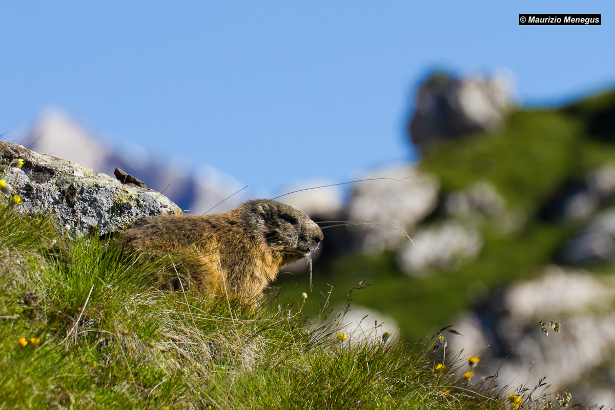 Marmotta