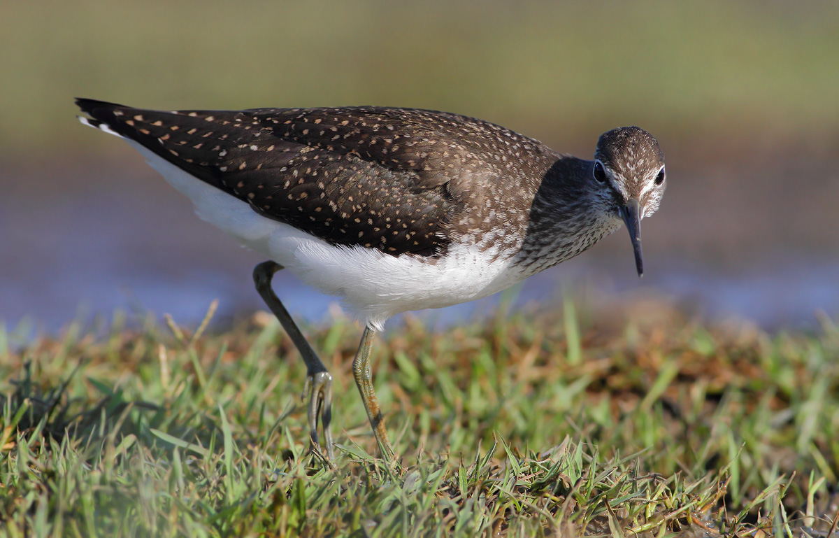 Green Sandpiper
