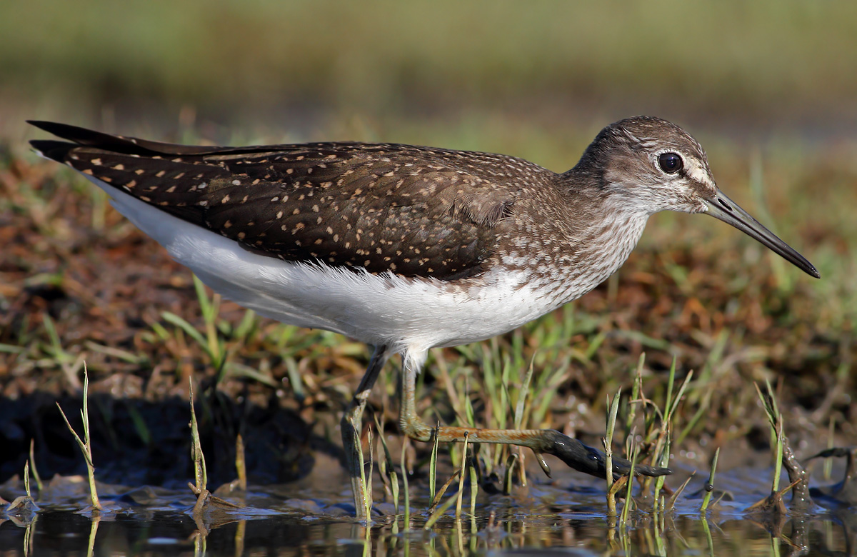Green Sandpiper