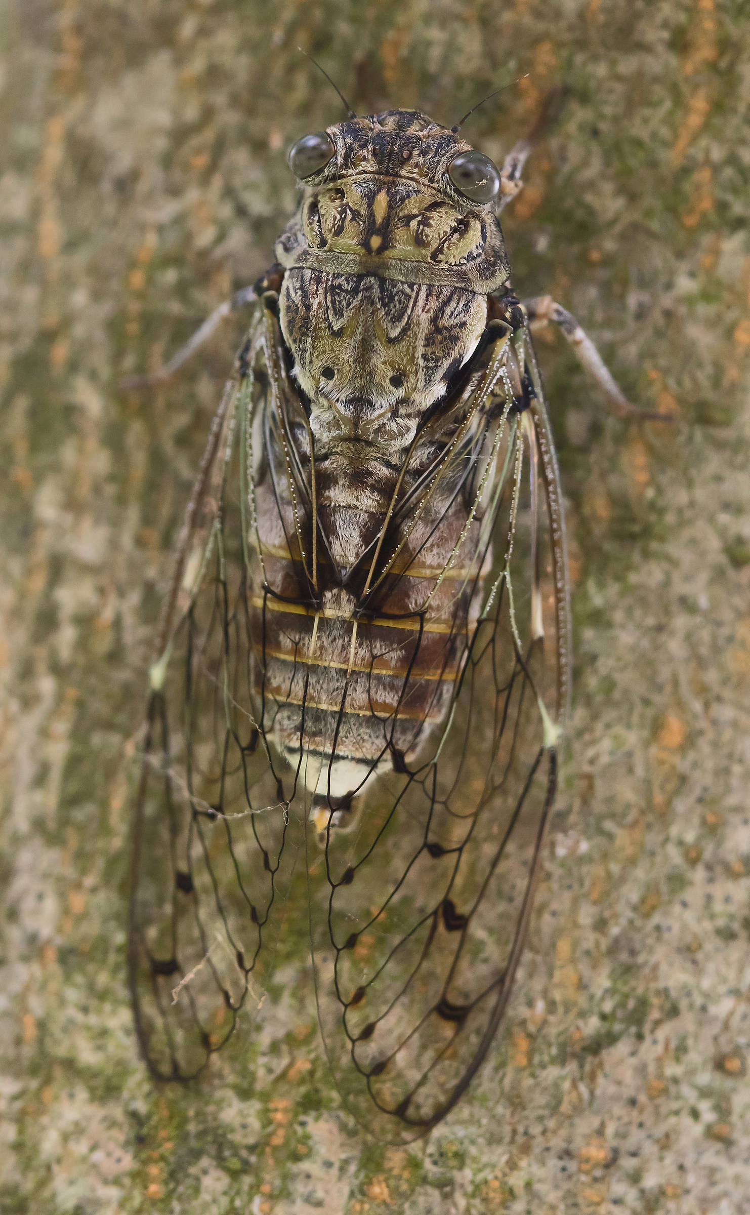 Cicada