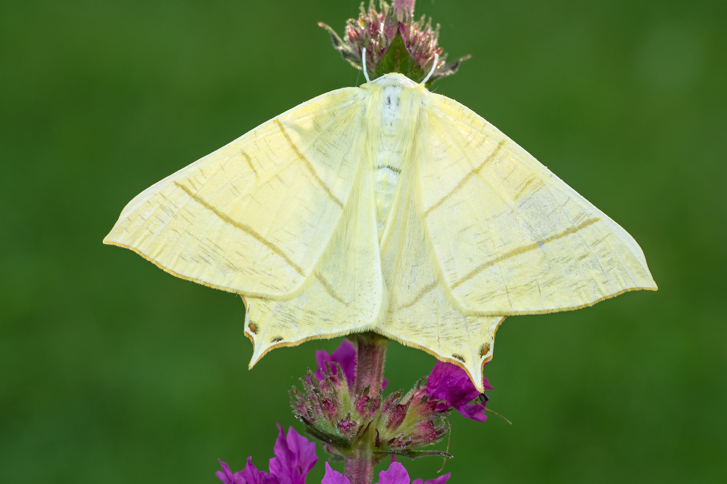 sambucaria Ourapteryx