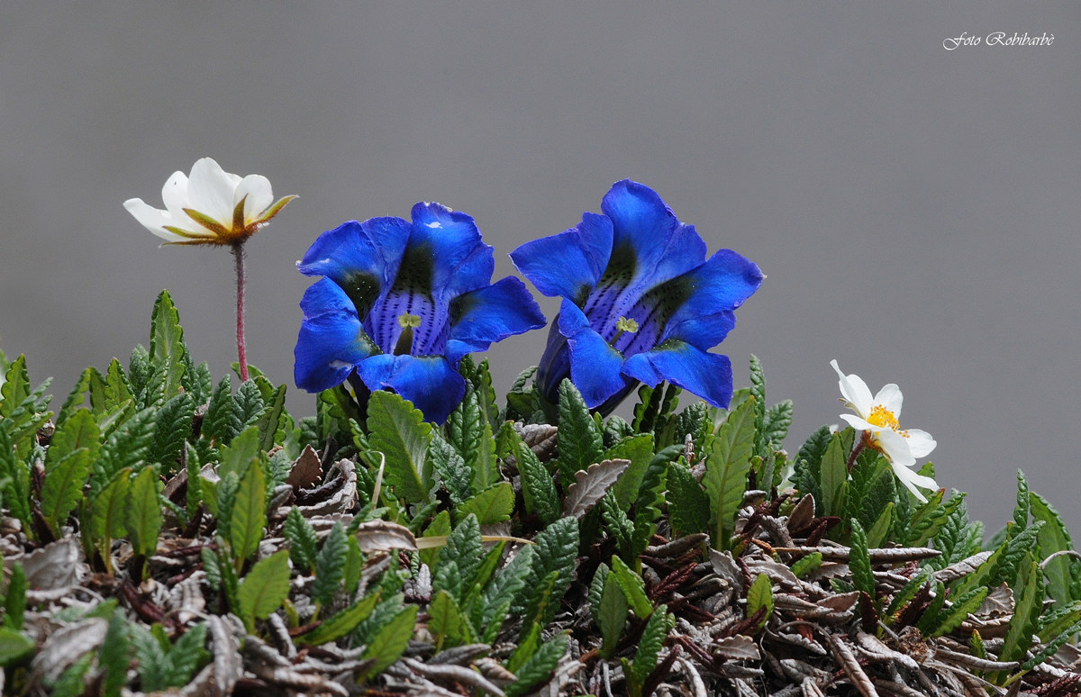 Sorelle "Genzianelle"...